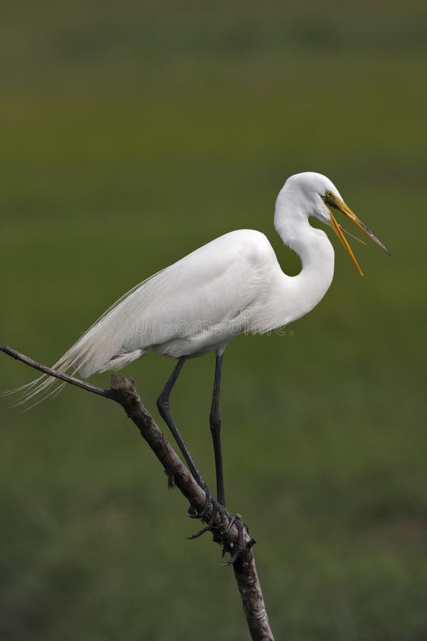 Great Egret (ardea alba)