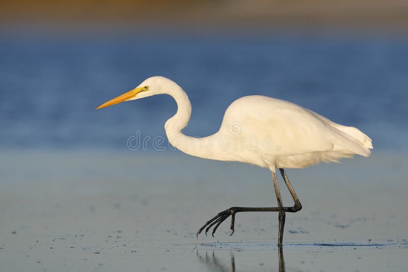 Great Egret stalking a fish in a shallow lagoon - Pinellas Count
