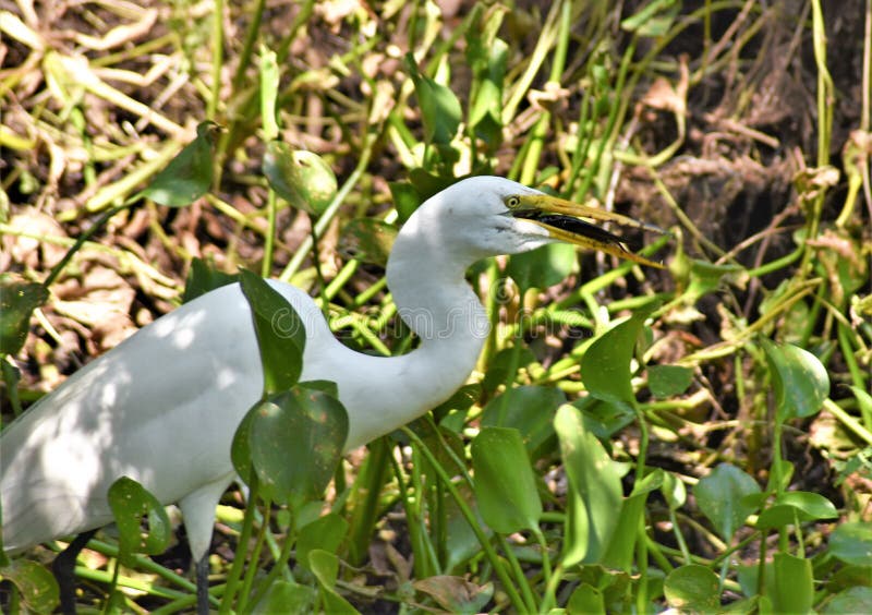 Great Egret Eating a Toadfish Stock Image Image of beak, eating