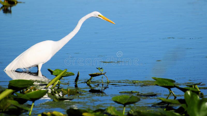 Great Egret Fishing