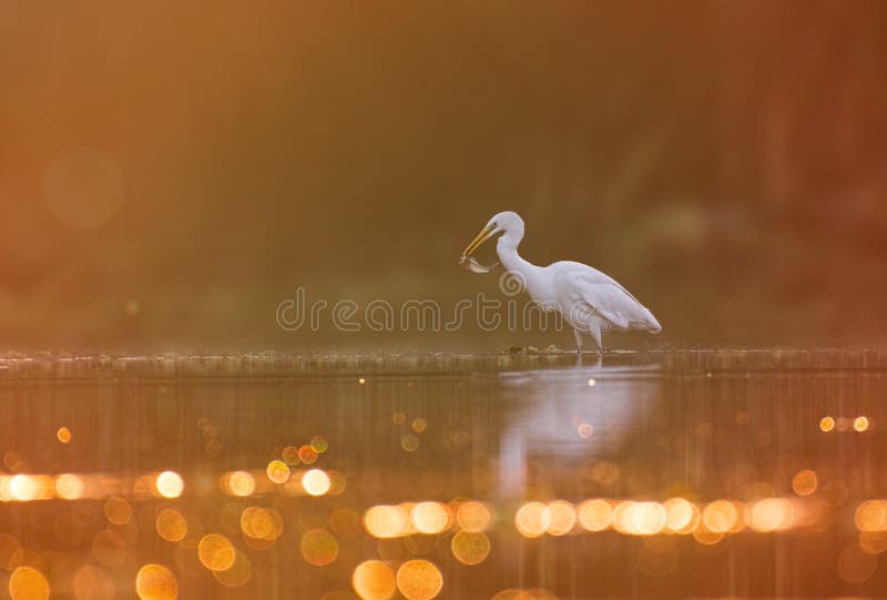 Great egret fishing