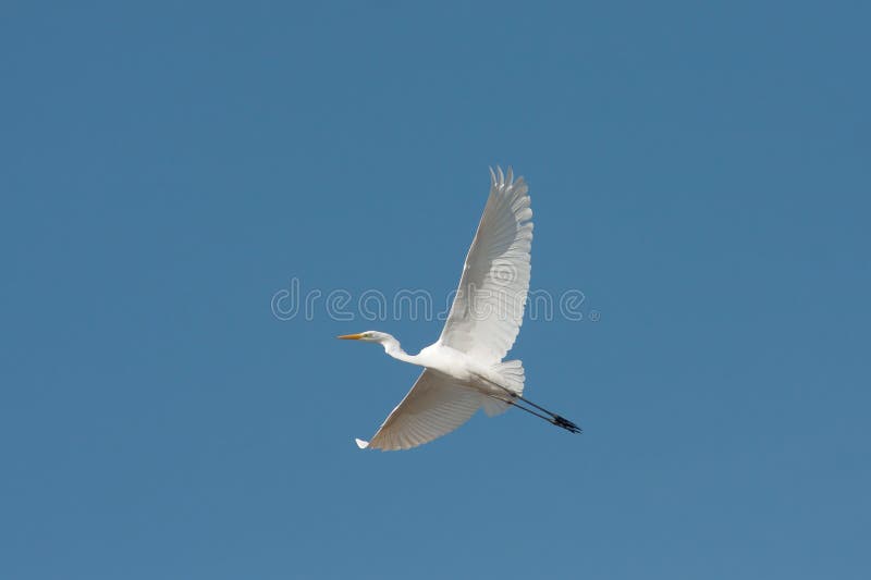 Great Egret in flight / Ardea alba