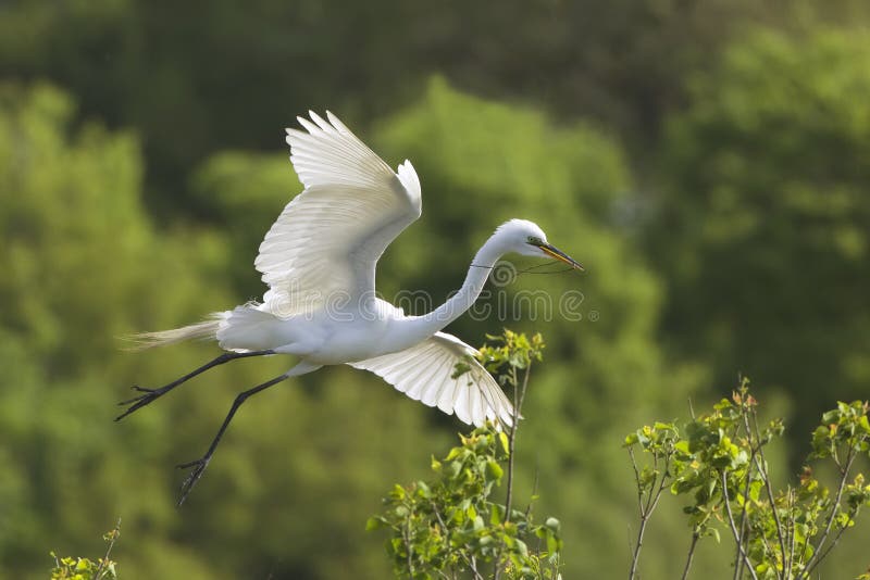 Great Egret in Flight at Breeding Colony