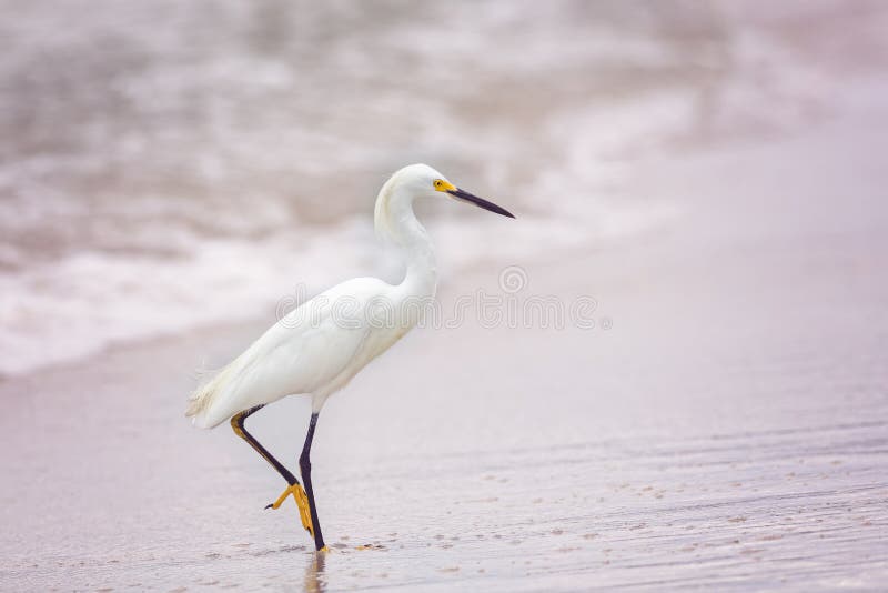 Great Egret