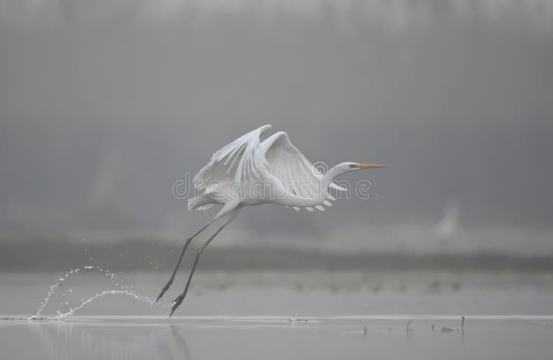 Great Egret in misty Morning