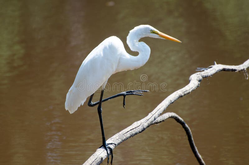 Great Egret