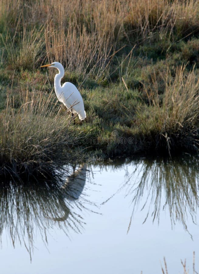 Great Egret with Reflection