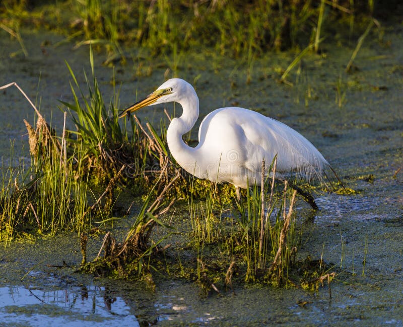 Great Egret