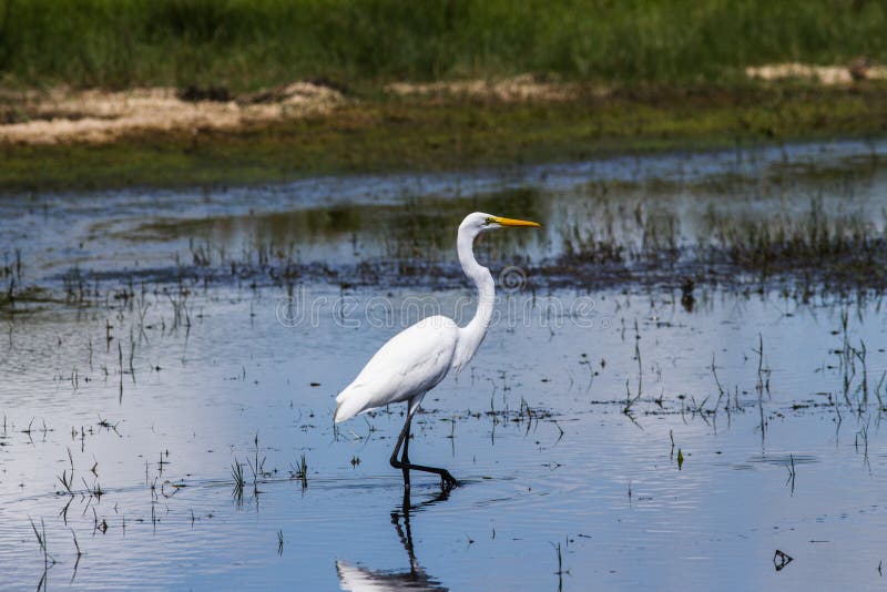 Great Egret wading in fresh water marsh in South Texas.