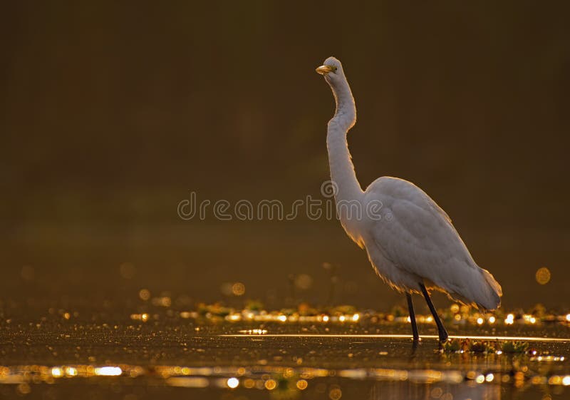 Great egrets