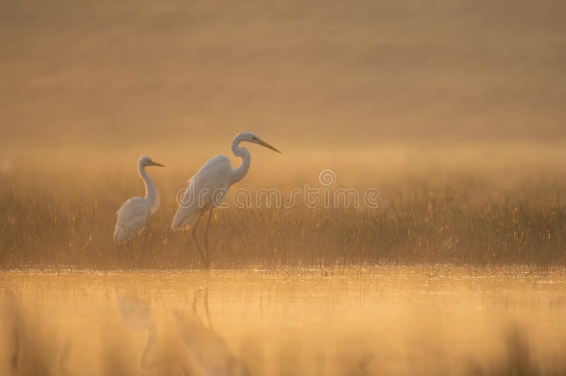 Great white egrets standing in lake in morning