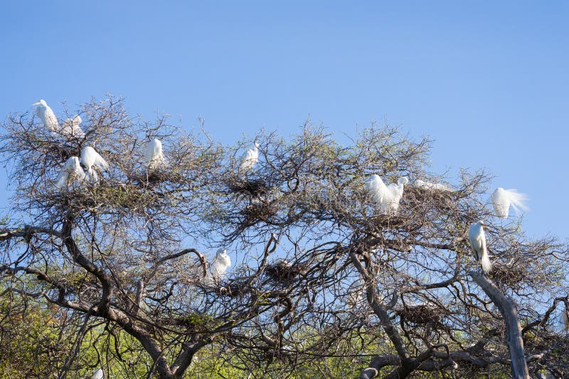 Great Egrets in the Wild royalty free stock images Great Egrets in the Wild royalty free stock images