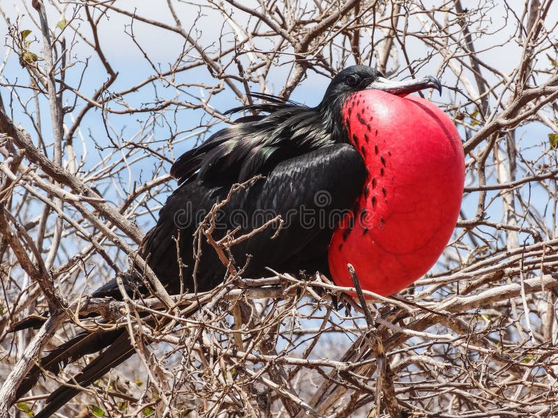 Great frigatebird fregata minor on genovesa island galapagos nat