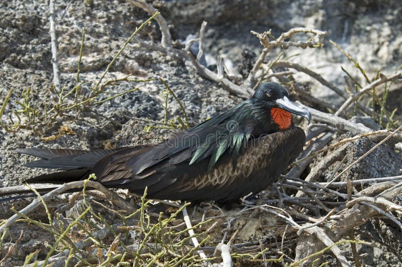 Great Frigatebird, Grote Fregatvogel, Fregata minor stock photos Great Frigatebird, Grote Fregatvogel, Fregata minor stock photos