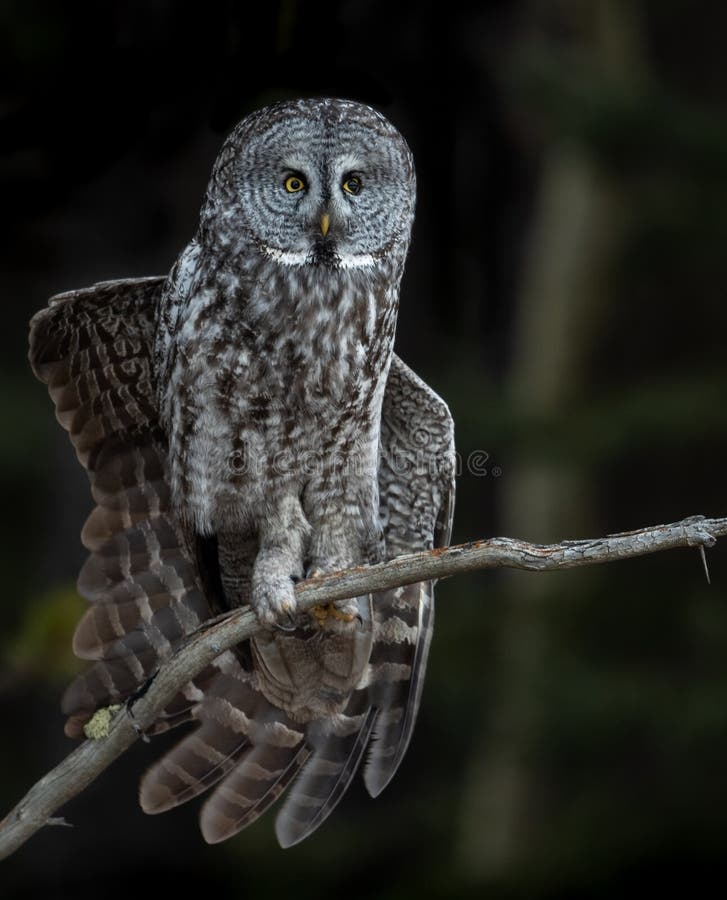 Great Gray Owl in Canada stock image. Image of animal 137062103