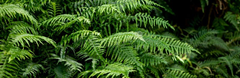 great green bush of fern in the forest.Ferns leaves green foliage. Tropical leaf. Exotic forest plant. Botany concept