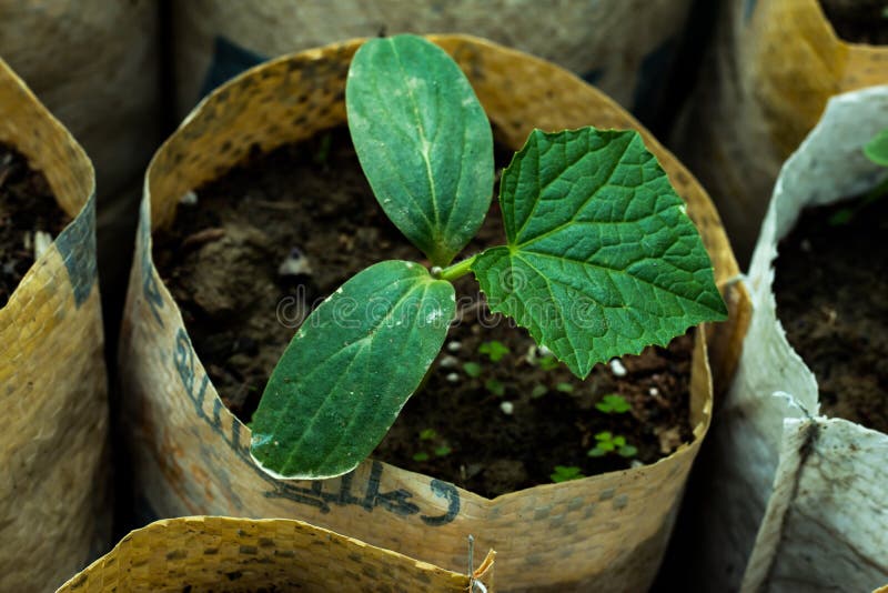 Great Green Vegetable Tree Growing on Plastic Bags from Seed Stock