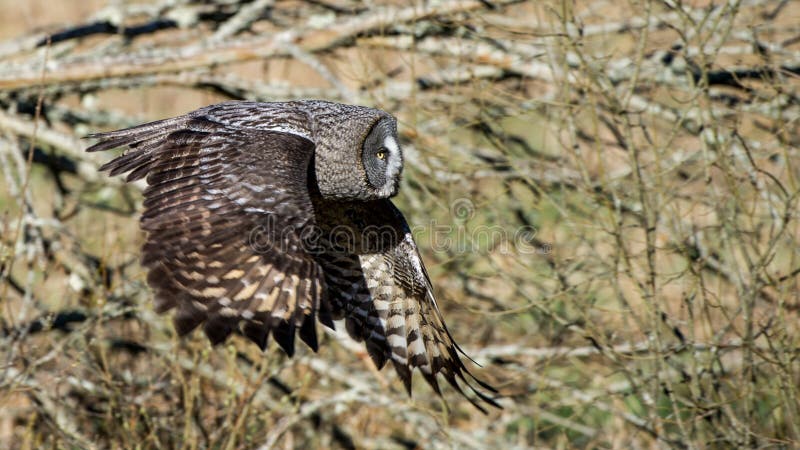 Il grande grigio gufo volare un po' sfocato deciduo foresta presto arrivo primavera.