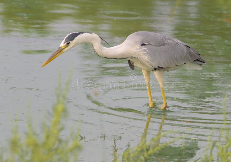 Great grey heron /