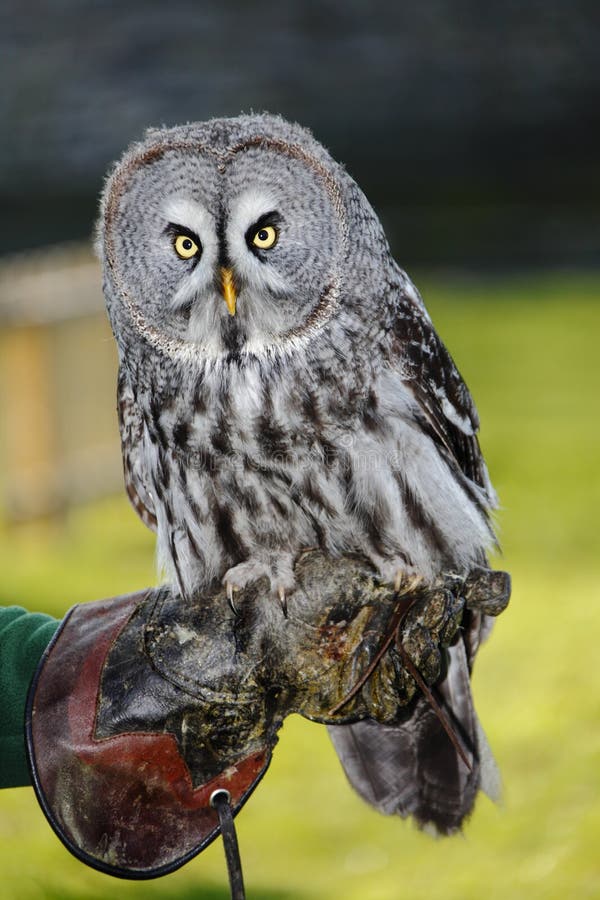 Great Grey owl