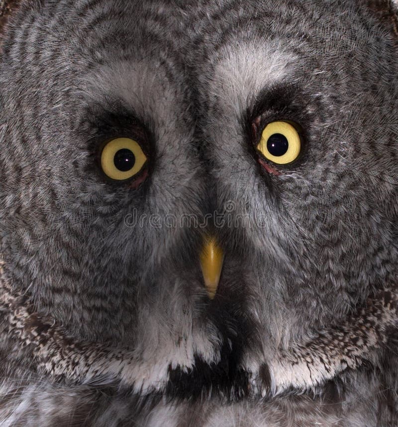 Great Grey Owl