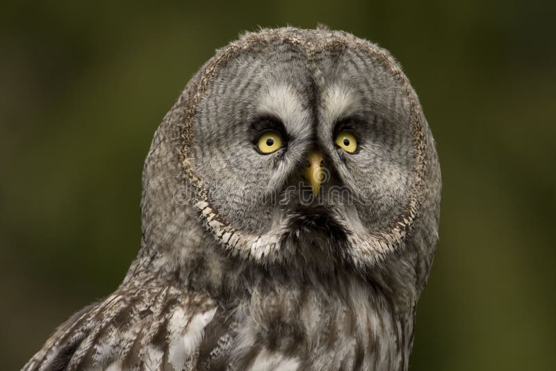 Great grey owl