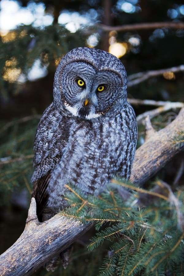 Great grey owl