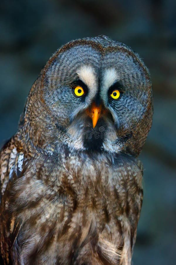 Great grey owl or great gray owl Strix nebulosa, portrait with dark background. Portrait of the big owl