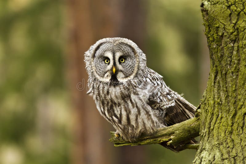 The Great Grey Owl or Lapland Owl, Strix nebulosa