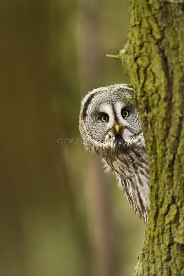 The Great Grey Owl or Lapland Owl, Strix nebulosa