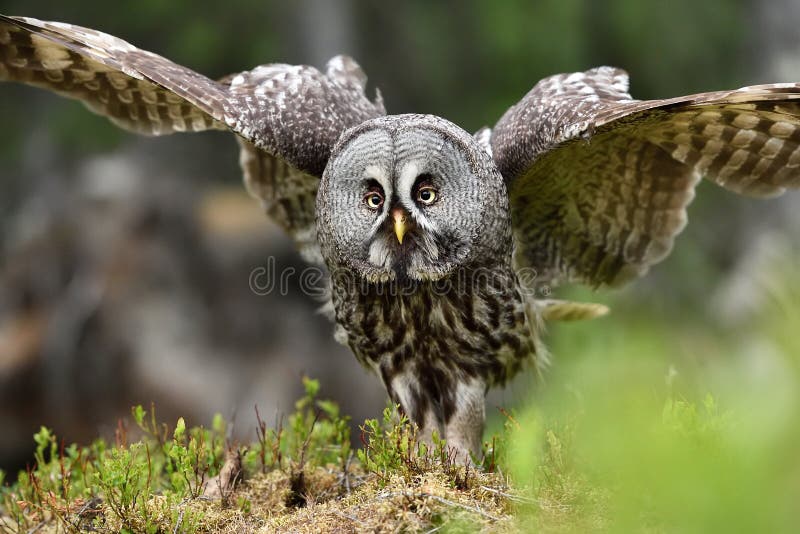 Great Grey Owl portrait, bird of prey royalty free stock photography Great Grey Owl portrait, bird of prey royalty free stock photography