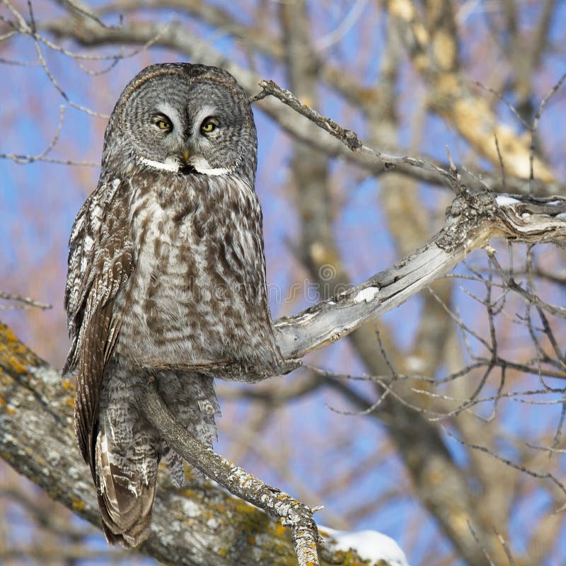 Great Grey owl