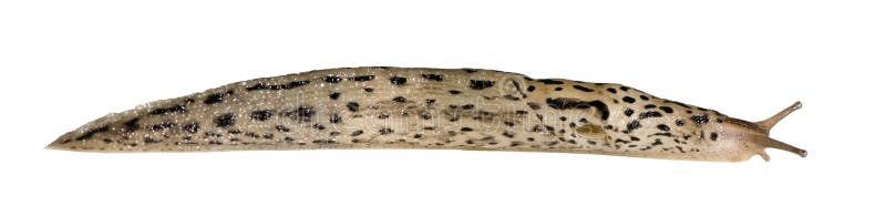 Great Grey Slug - Limax maximus