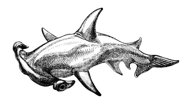 Shark Drawing | TikTok