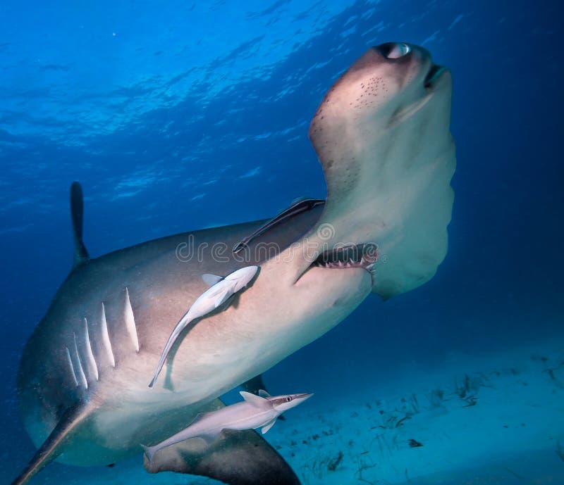 Great hammerhead stock photo. Image of background, deep 35678488