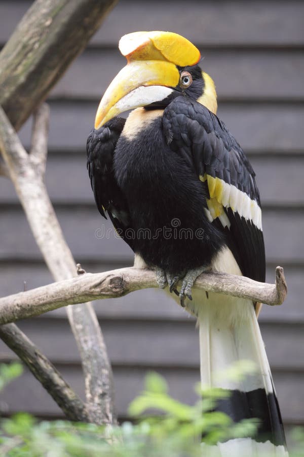 Great Hornbill