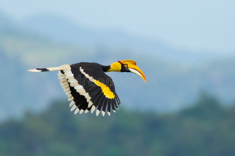 El gran cálao ()  volador en naturaleza sobre el, tailandia.