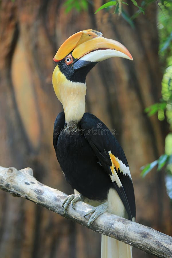 Great hornbill