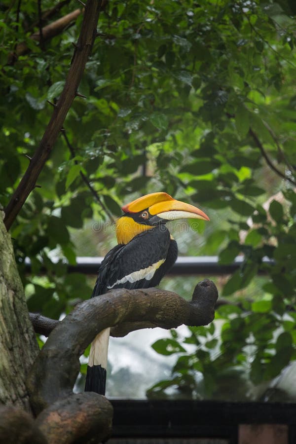 Great hornbill