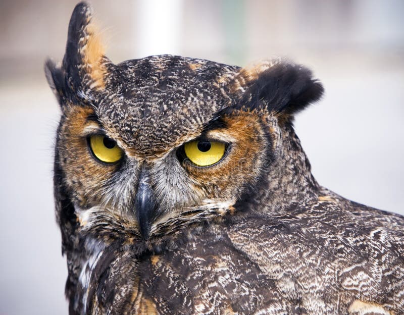 Great Horned Owl stock image Great Horned Owl stock image