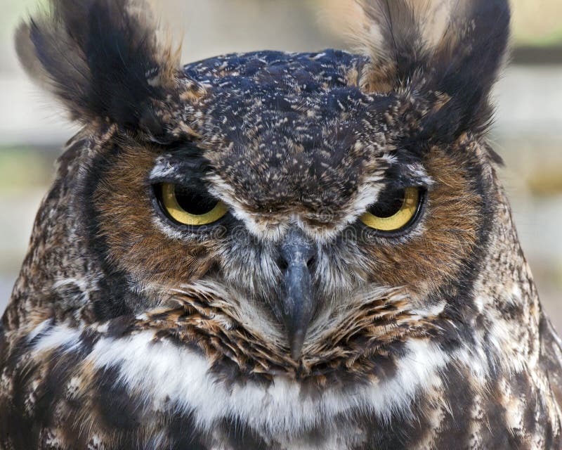 Great horned owl