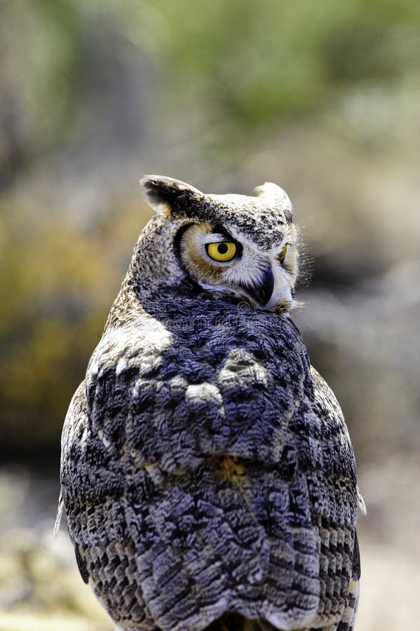 Great Horned Owl Wings Spread Stock Photos Free & RoyaltyFree Stock