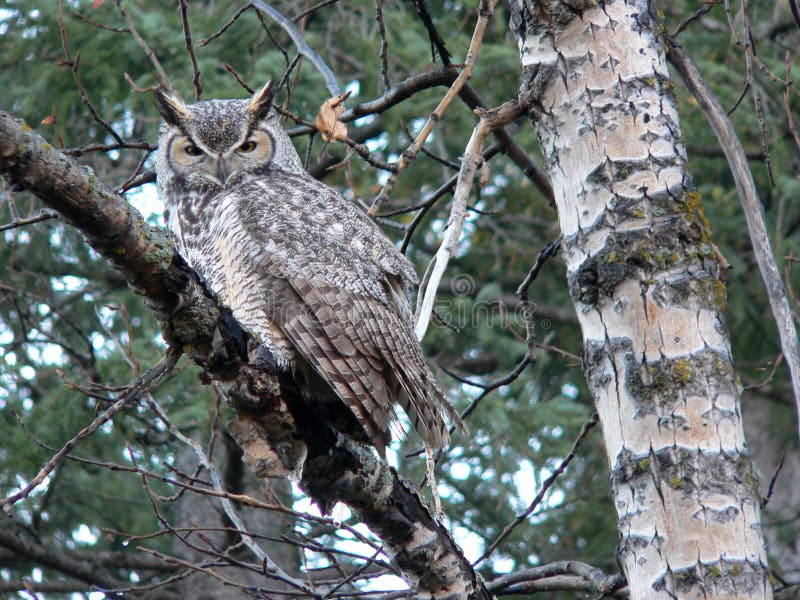 Great Horned Owl stock photo. Image of intelligent, wildlife - 298134