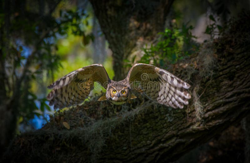 Great horned owl adult bubo virginianus flying towards camera from oak tree, yellow eyes fixed on camera, wings spread apart, bo