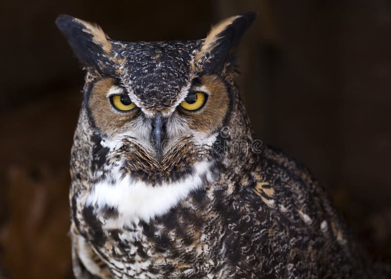 Great horned owl