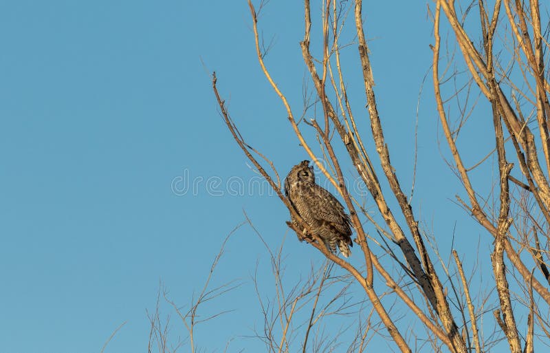 Great Horned Owl in Dead Tree Stock Photo Image of nature, hunter