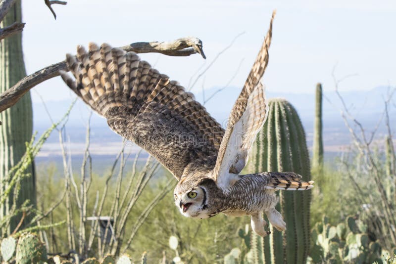 Great horned owl in flight. Great horned owl flying in desert