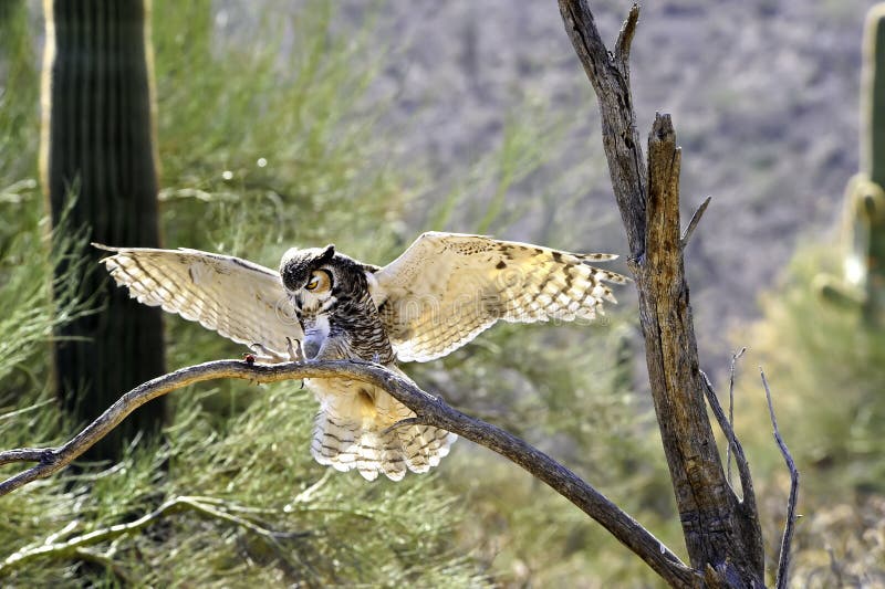 Great Horned Owl Landing stock image. Image of landing 110108825