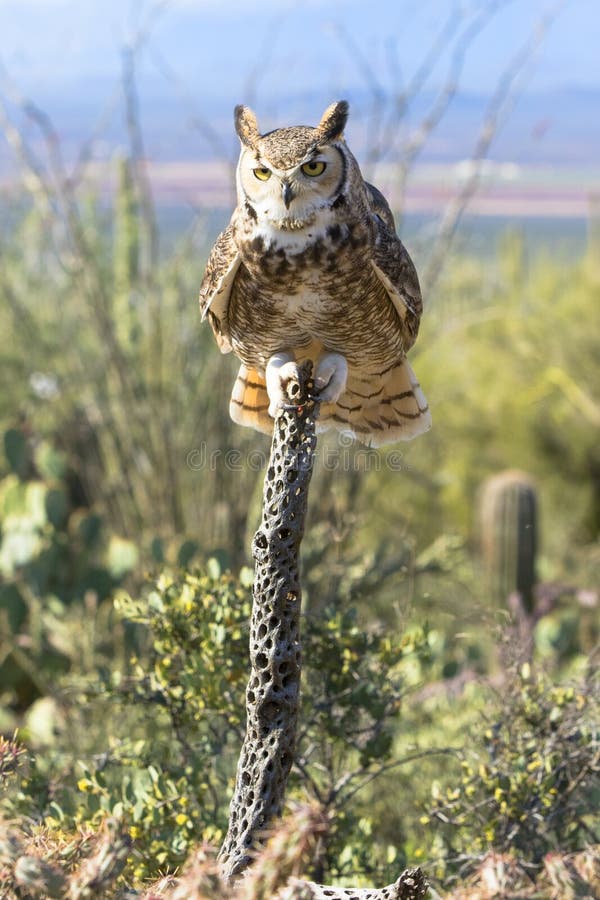 Great Horned Owl with Snow Shoe Hare Stock Image Image of mikael, farming 38543199