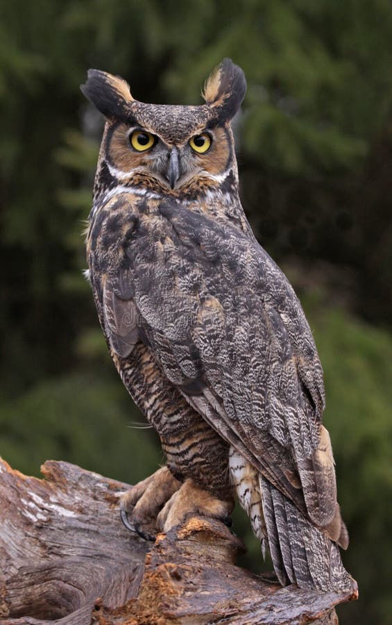 Veľký Rohaté Sova (Bubo virginianus) sedí na peň stromu.